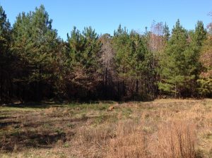 120 acres of Land for Sale in Perry County, Alabama