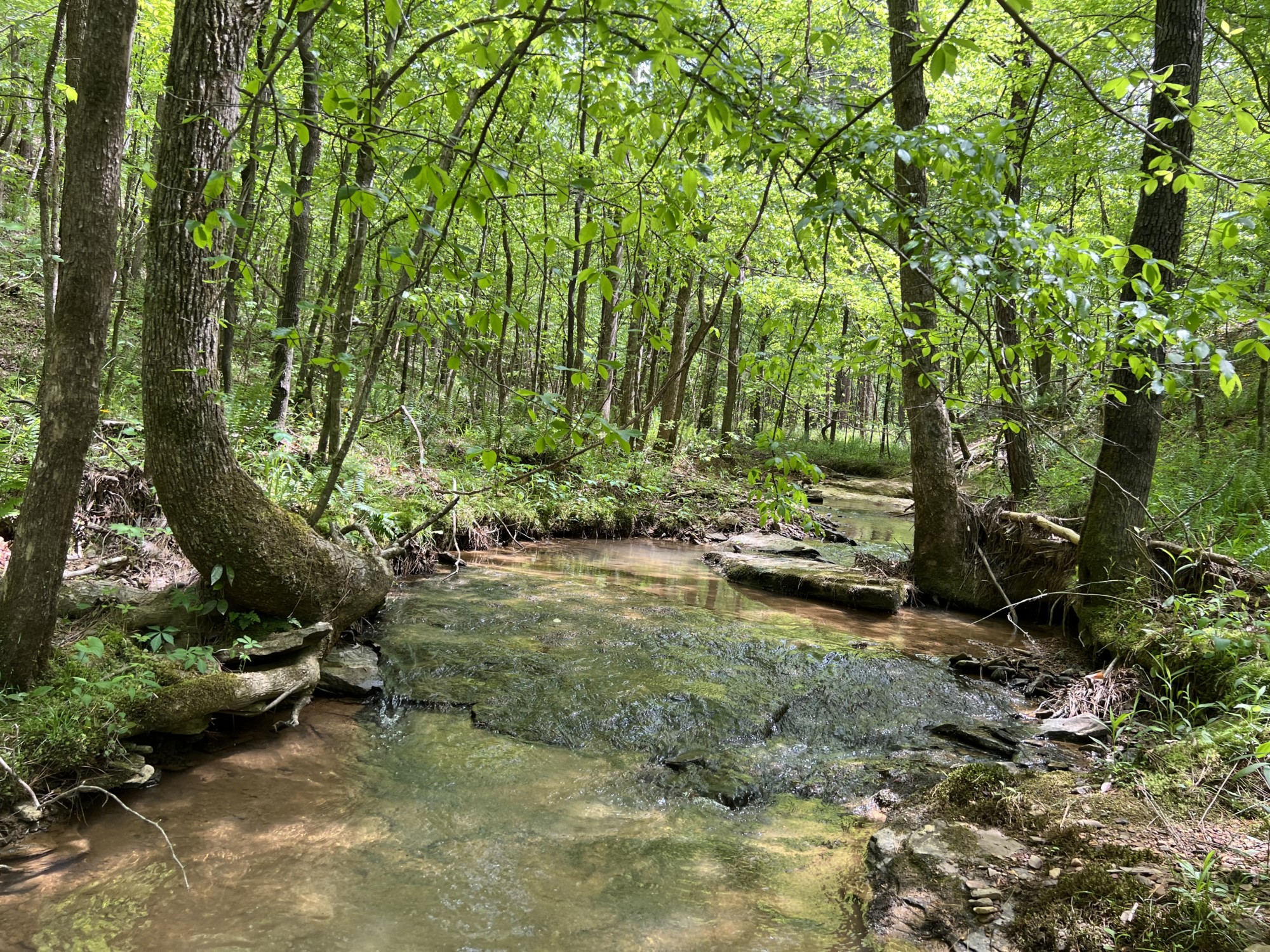 170 acres at Turkey Creek Preserve - Southeastern Land Group